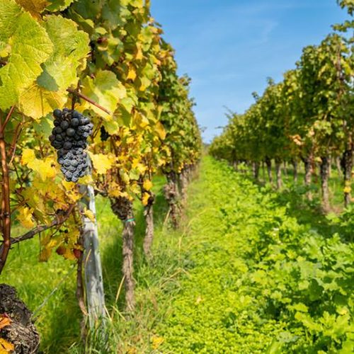 A closeup of blue grapes on a grapevine in a beautiful plantation in fall colors ready to be harvested